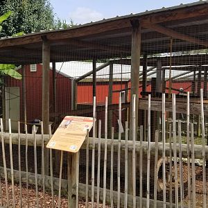 Brights Zoo - Common Squirrel Monkey