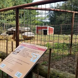 Brights Zoo - Warthog yard