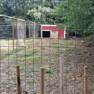 Brights Zoo - Warthog yard