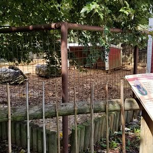 Brights Zoo - Red River Hog yard