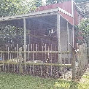 Brights Zoo - Laughing Kookaburra #1