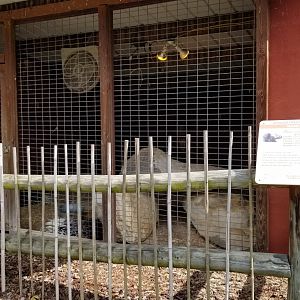 Brights Zoo - African Crested Porcupine