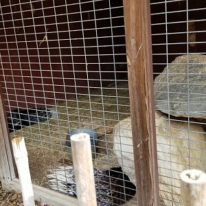 Brights Zoo - African Crested Porcupine