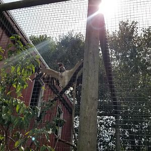 Brights Zoo - King Vulture