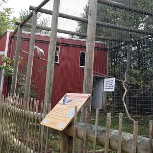 Brights Zoo - King Vulture