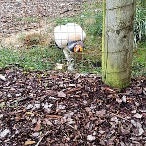 Brights Zoo - King Vulture
