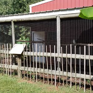 Brights Zoo - Laughing Kookaburra #2