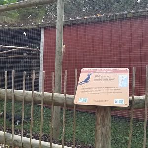 Brights Zoo - Silvery-cheeked Hornbill
