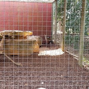 Brights Zoo - Black-backed Jackal