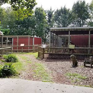 Brights Zoo - BB Jackal, Hornbill, etc