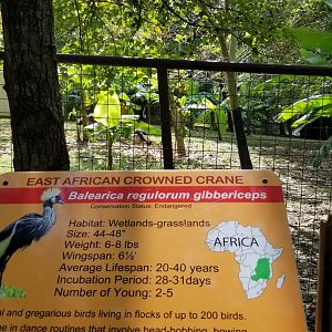 Brights Zoo - East African Crowned Crane yard