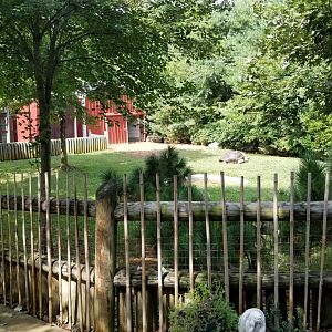 Brights Zoo - Aldabra, Sulcata yard