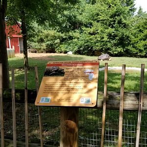 Brights Zoo - Aldabra, Sulcata yard