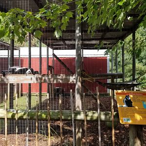 Brights Zoo - Black and White Colobus