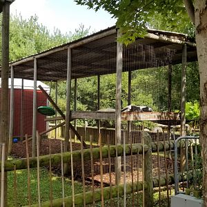 Brights Zoo - Black and White Colobus