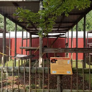 Brights Zoo - Red Ruffed Lemur