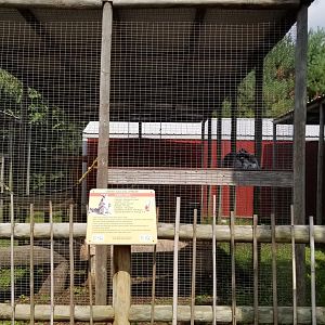 Brights Zoo - Ring-tailed Lemurs