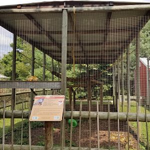 Brights Zoo - Common Squirrel Monkeys