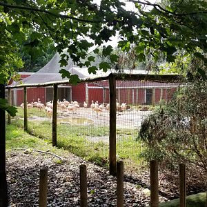 Brights Zoo - Chilean Flamingos