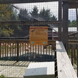 Brights Zoo - Chilean Flamingos