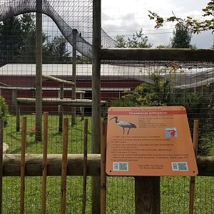 Brights Zoo - Scarlet Ibis, African Sacred Ibis