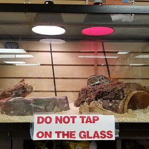 Brights Zoo - Ball python in gift shop