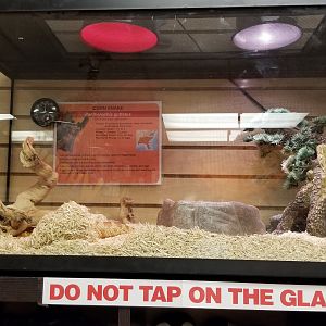 Brights Zoo - Corn snake in gift shop