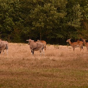 Beisa and Red Lechwe