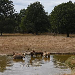 Pere-David Deer paddock