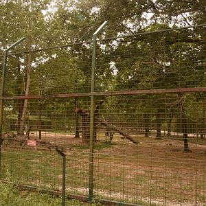 Sumatran Tiger enclosure