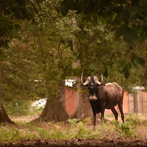White-tailed Gnu