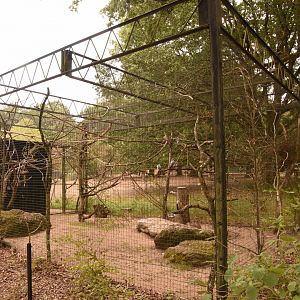 Violet Turaco & Grey Parrot aviary