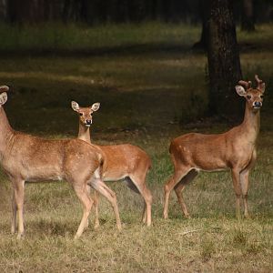 Siamese Eld's Deer