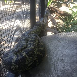 Jungle carpet python