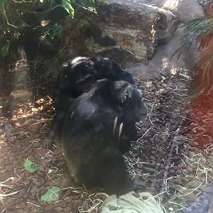 Chimpanzees with baby