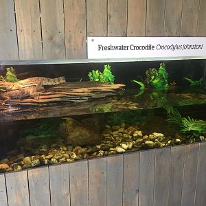 Juvenile Freshwater Crocodile