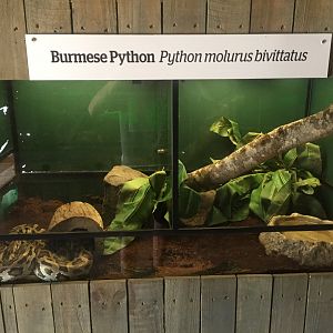 Juvenile Burmese Python