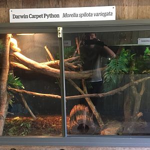 Darwin Carpet Python