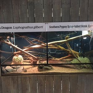 Mixed Australians Lizards Enclosure