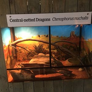 Central Netted Dragon