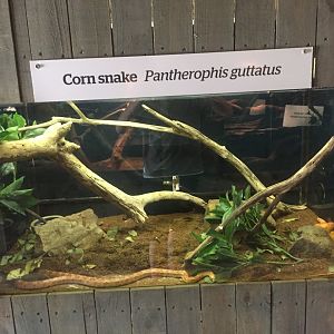 Corn Snake