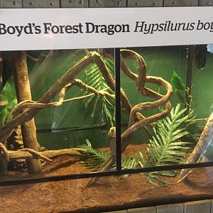 Boyd’s Forest Dragon