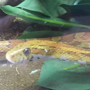 Corn Snake Closeup