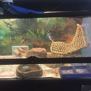 Bella’s new cage decoration