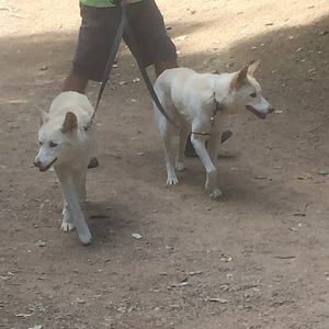 Dingo pair going for a walk around the park