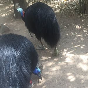 Southern Cassowary