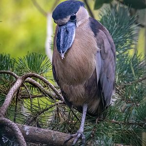 Boat-billed Heron / Exmoor Zoo / 7-9-20