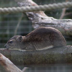 Yellow-spotted Rock Hyrax - 12 September 2020