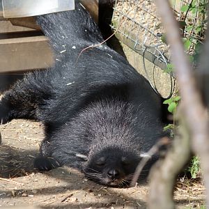 Javan Binturong - 12 September 2020
