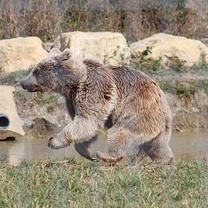Syrian Brown Bear- 12 September 2020